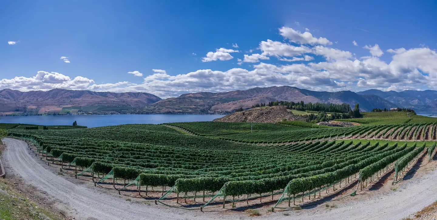 Long green rows of an orchard block curving beside a gravel track, with a lake and hills beyond