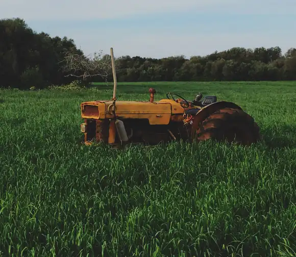 An old yellow tractor standing in a green crop